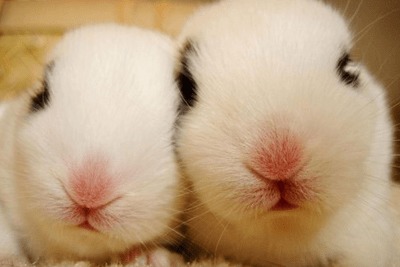 属兔取名之道 避开忌讳，为“京小兔”觅佳名